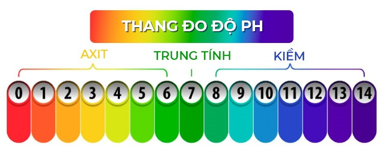 Thận có tác dụng cân bằng độ pH